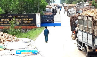 Ngành Sắn nguy cơ ‘sụp đổ’ vì một Công văn của ngành Thuế?