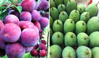 Lên mạng bán, mua đặc sản đang chín rộ ở miền Bắc