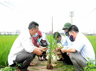 Nam Định khuyến khích người dân tham gia bảo hiểm cho cây lúa