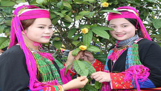 185 cây Trà hoa vàng đẹp nhất sẽ khoe sắc trong Lễ hội trà hoa vàng Ba Chẽ