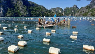 Quảng Ninh phấn đấu chuyển đổi trên 3 triệu phao xốp trong nuôi trồng thuỷ sản sang phao HDPE 