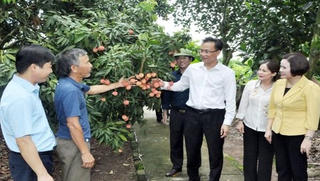 Bí thư Hưng Yên đề nghị “3 nhà” mạnh dạn nghiên cứu biện pháp cho vải ra hoa đậu quả trái vụ 