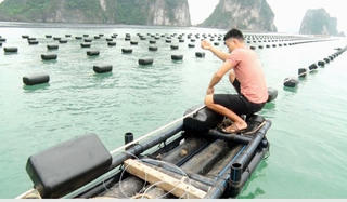 Quảng Ninh sẽ tiến hành kiểm tra tổ chức Đảng về lĩnh vực quản lý thủy sản