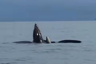 Đàn cá voi xuất hiện tại vùng biển Cô Tô