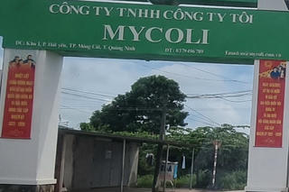 Công ty TNHH Công ty Tôi vi phạm đất đai, xây dựng, Chủ tịch phường Hải Yên nói không có hồ sơ