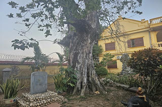 Cây thị hơn 900 năm ở chùa Đống Phúc, gắn liền trận chiến lừng lẫy trên sông Bạch Đằng