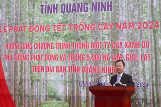 Chủ tịch Quảng Ninh quyết tâm trồng trên 1440ha rừng trong năm 2024