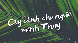 Gợi ý 5 cây cảnh phong thủy cho gia chủ mệnh Thủy 