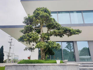 Những nguyên tắc phong thuỷ cơ bản khi trồng cây tùng trước cửa nhà