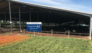 Thành tựu mới của Tập đoàn TH True Milk: Sữa A2, thêm một mùa hoa trên đồng đất Việt !