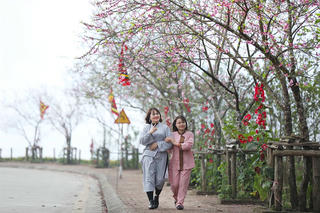 Hàng ngàn du khách nô nức lên Fansipan ngắm hoa đào rộ nở