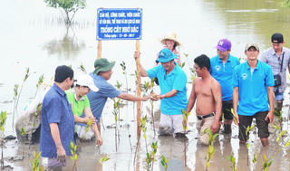Nắng reo trên cây đước non xanh 