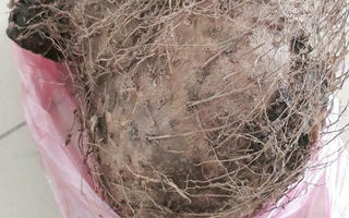 Tìm ra chất độc tính rất cao trong củ lạ khiến 7 người nhập viện