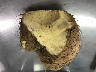 Gia đình 4 người nguy kịch vì loại củ giống củ từ