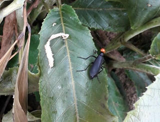 1 người tử vong, 2 người nhập viện vì ăn sâu 