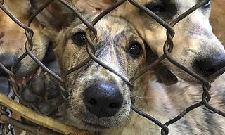 Tham gia giết mổ chó, người đàn ông Hà Nội tử vong vì bệnh dại