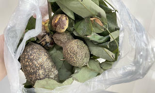 'Nhận diện' loại quả dùng làm thuốc trừ sâu khiến người đàn ông suýt chết