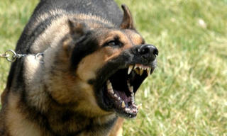 Bé trai bị chó nhà cắn tổn thương vùng đầu, mặt