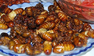 Cô gái trẻ nhập viện sau ăn món 've sầu rang lá chanh'