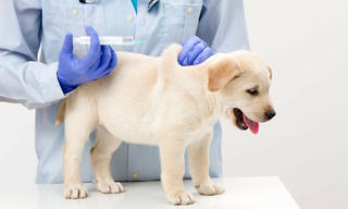 Bệnh dại 'vào mùa', các tỉnh chỉ đạo khẩn phòng chống