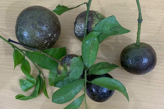 11 trẻ bị ngộ độc do ăn quả hồng châu, 1 trẻ tử vong