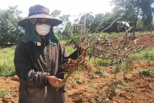 Thừa Thiên Huế: Loại cây kỳ vọng 'giúp thoát nghèo' héo chết hàng loạt 