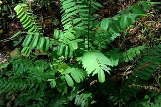 4 người ở Nghệ An nói nhảm, la hét, hoảng loạn... sau uống nước cây mú từn