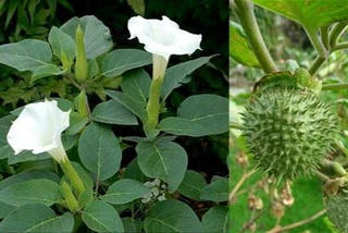 5 người phải cấp cứu sau ăn cà độc dược