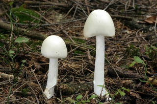 3 mẹ con nhập viện sau ăn nấm dại hái ở vườn