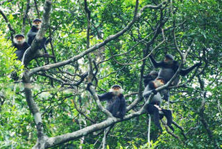 Quảng Nam: Tìm phương án bảo tồn đàn voọc quý hiếm 
