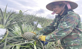 Tín dụng chính sách đã và đang chảy đều đặn, nảy mầm và sinh sôi trên quê hương Anh hùng Núp