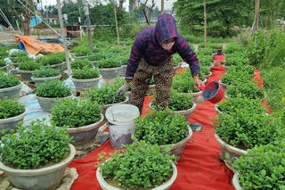 Người trồng hoa ở Thừa Thiên Huế hối hả vào vụ Tết