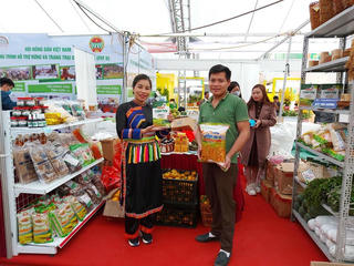 Bắc Kạn: Phát triển giống lúa nếp đặc sản, có giá trị cao