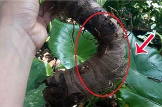 Mua củ ráy về ăn chữa đau xương khớp, người phụ nữ phải nhập viện