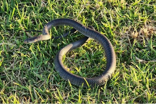 Bị rắn cắn, bé trai 8 tuổi bị hoại tử bàn tay