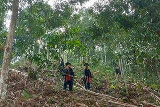 Tăng giá trị và mở rộng đầu ra cho sản phẩm quế Yên Bái