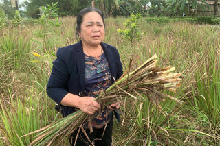 Hà Tĩnh: Doanh nghiệp cam kết bao tiêu cây sả rồi… mất tích