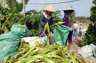 Nông dân Bạc Liêu được mùa bắp