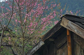 Ánh lửa trên đồi quyên thảo 