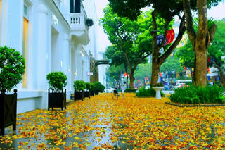 Hà Nội đẹp nao lòng mùa sấu trút lá