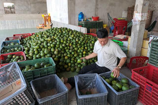 Nhiều vườn cam ở Trà Vinh 'càng trồng càng lỗ'