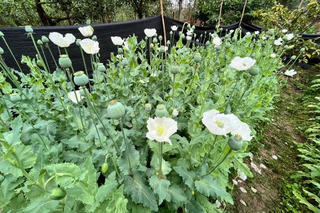 Trồng vài cây thuốc phiện ngâm rượu chữa bệnh có bị xử phạt không?