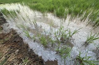 3 Bộ được giao làm rõ sự việc lúa chết tại Hậu Giang