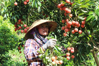 Đa dạng giải pháp tiêu thụ nông sản tới vụ