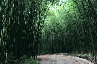 Hút hồn những rừng trúc đậm chất Việt