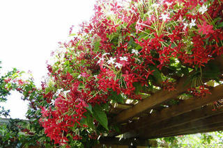 Dưới giàn hoa sử quân tử 