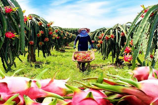 Xuất khẩu cuối năm nhiều thuận lợi