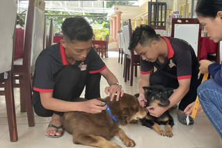 Bà Rịa - Vũng Tàu: Côn Đảo đeo thẻ có gắn mã QR cho toàn bộ đàn chó nuôi