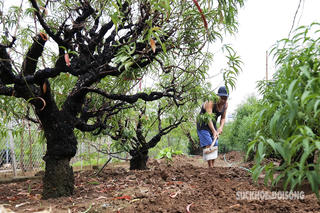 Đào Nhật Tân, quất Tứ Liên 'hồi sinh' đón Tết Nguyên đán