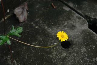 Đợi chờ ngày hoa nở